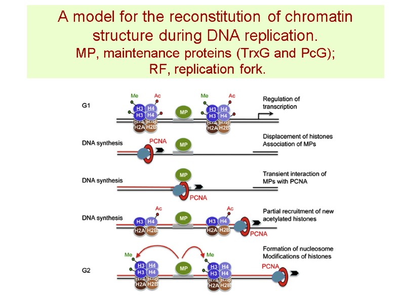 A model for the reconstitution of chromatin structure during DNA replication.  MP, maintenance